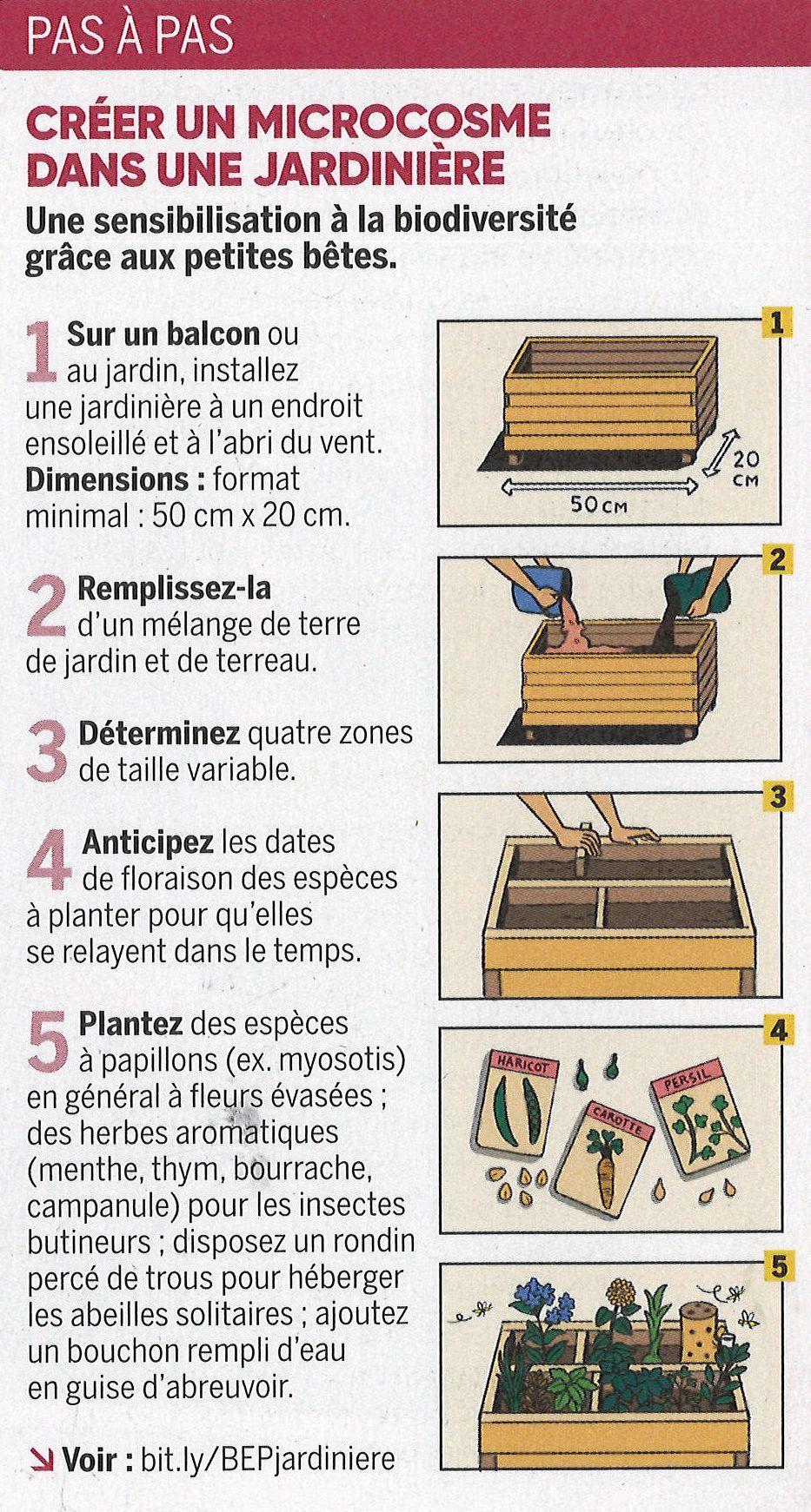 Créer un microcosme dans une jardinière