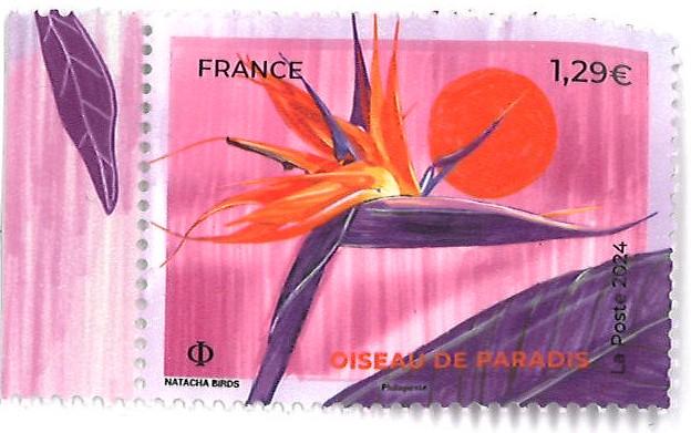 Fleur oiseau de paradis