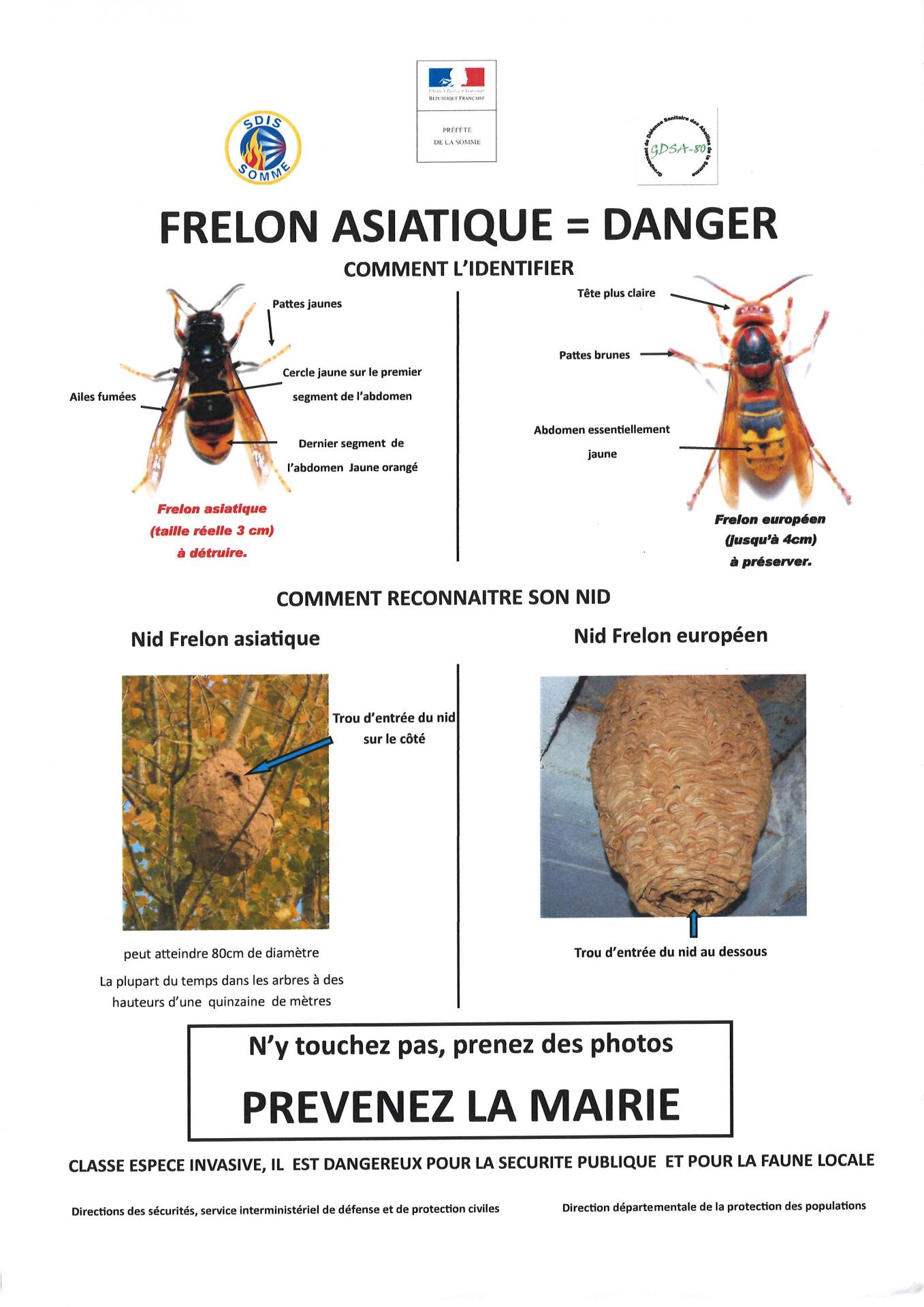 Identifier les frelons