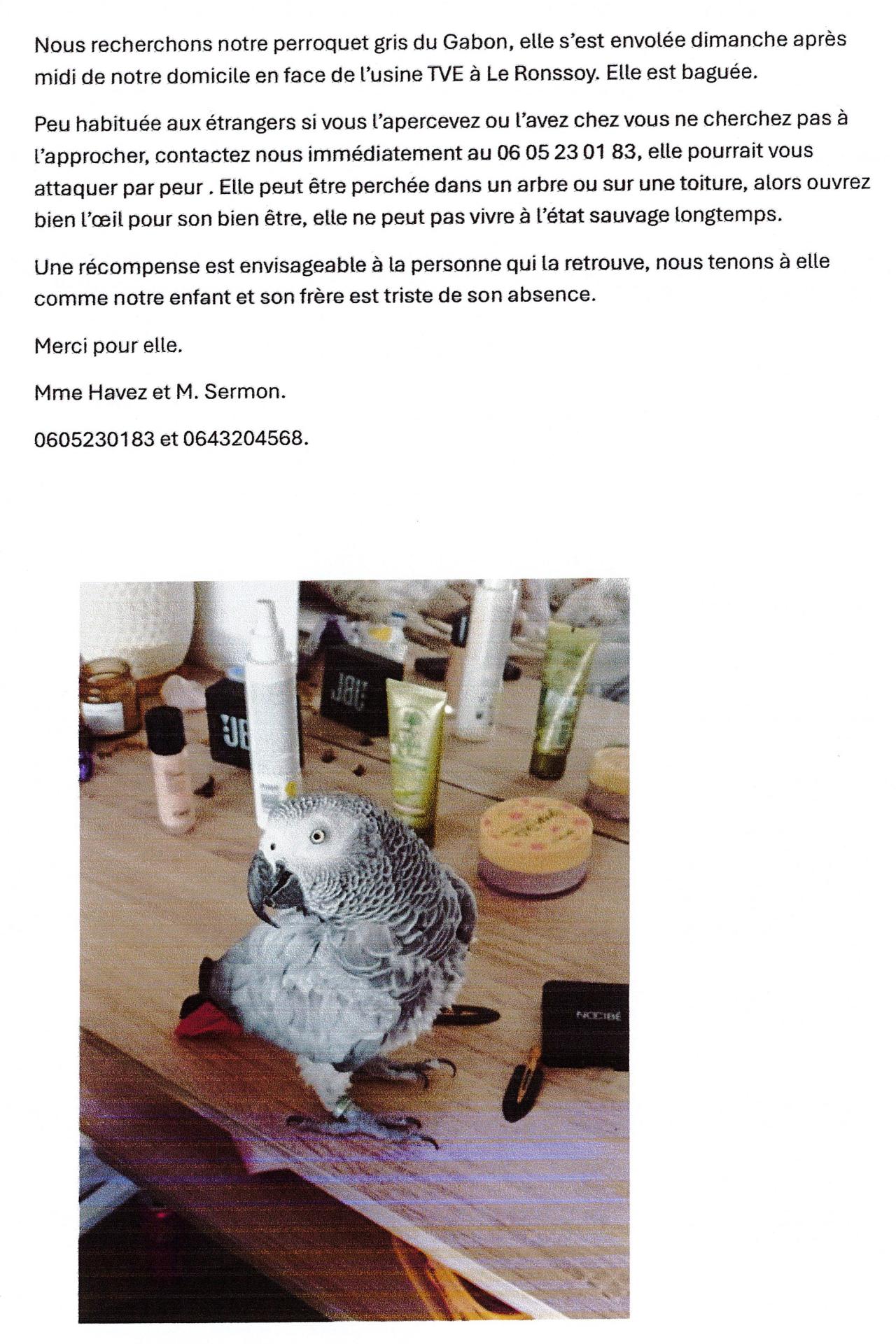 Perroquet perdu