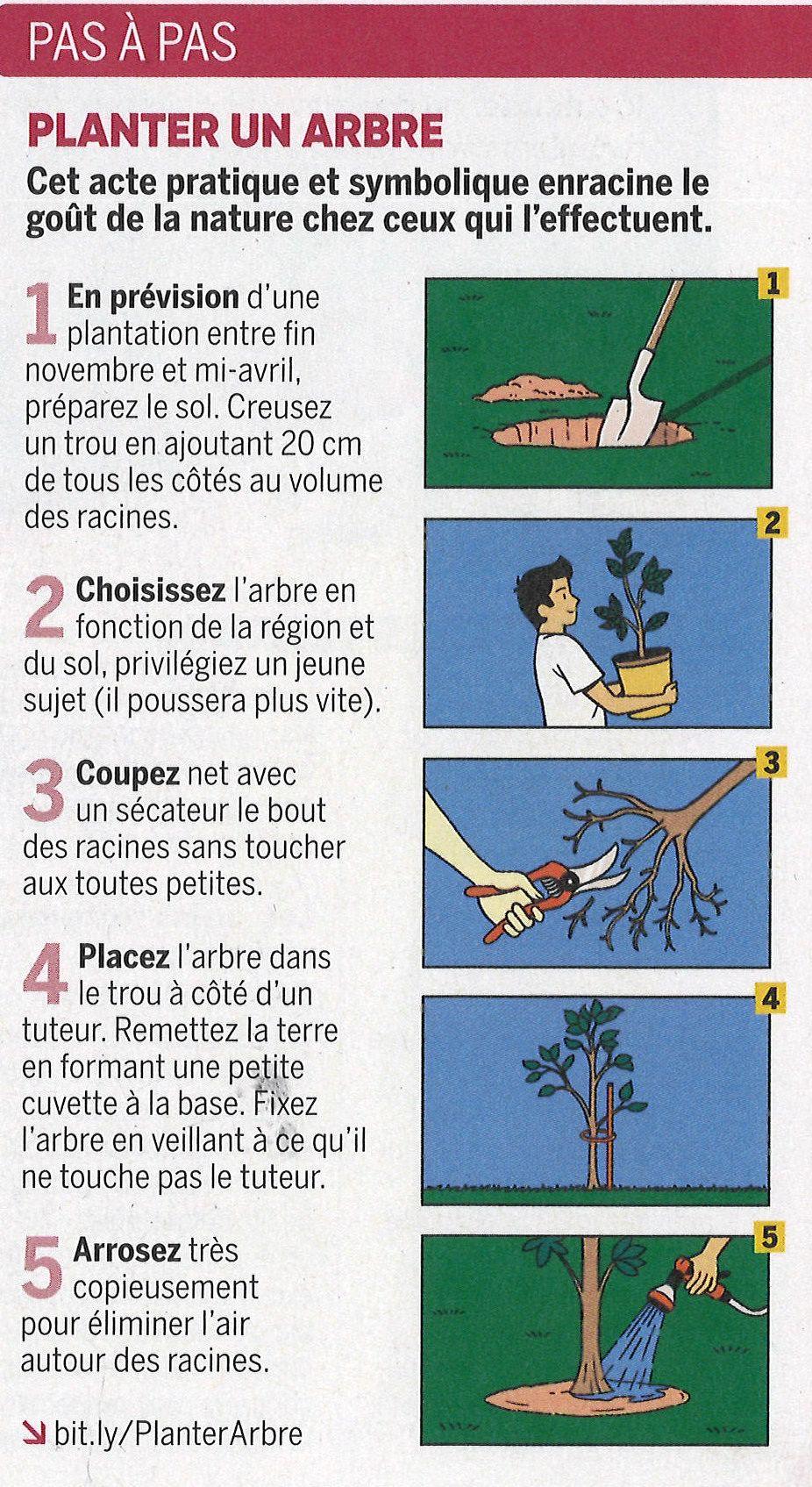 Planter un arbre